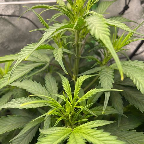 Gelato Autoflower #2 growlog timeline photo