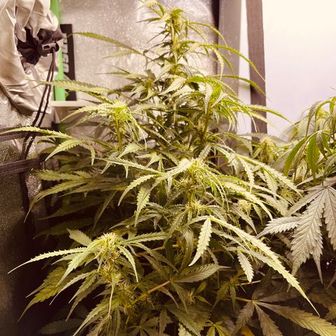 Gelato Autoflower #1 growlog timeline photo