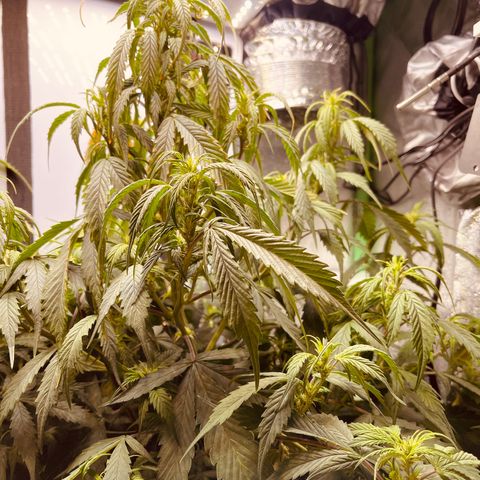 Gelato Autoflower #2 growlog timeline photo