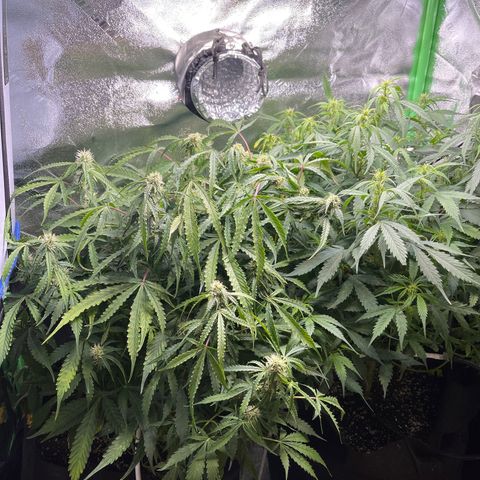 Gelato Autoflower #1 growlog timeline photo