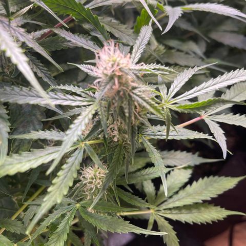 Gelato Autoflower #1 growlog timeline photo