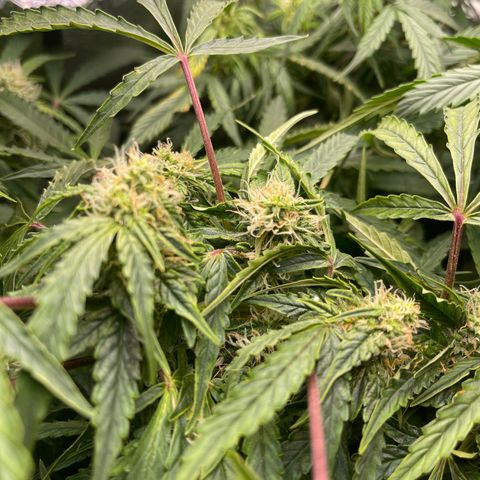 Gelato Autoflower #1 growlog timeline photo