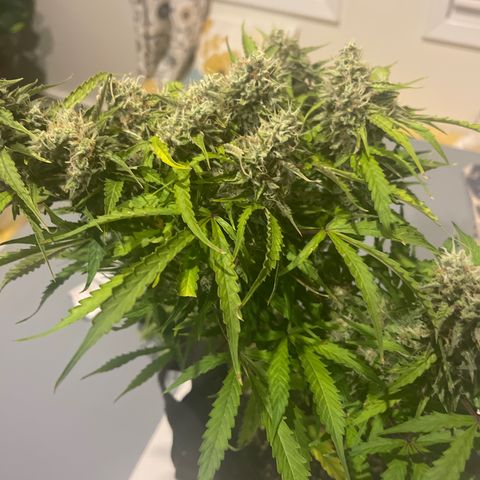 Gelato Autoflower #1 growlog timeline photo