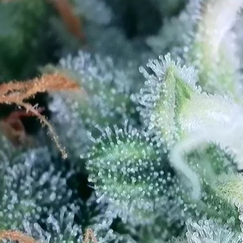 Gelato Autoflower #1 growlog timeline photo