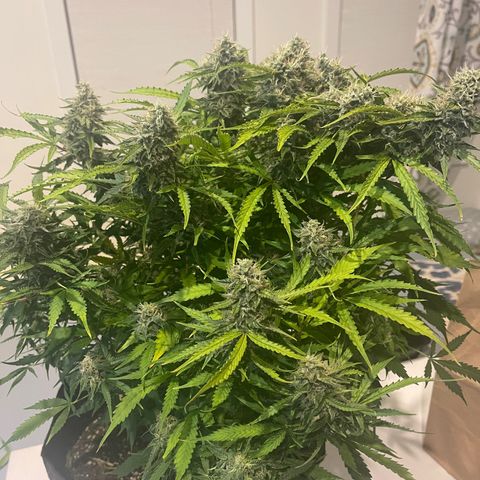 Gelato Autoflower #1 growlog timeline photo