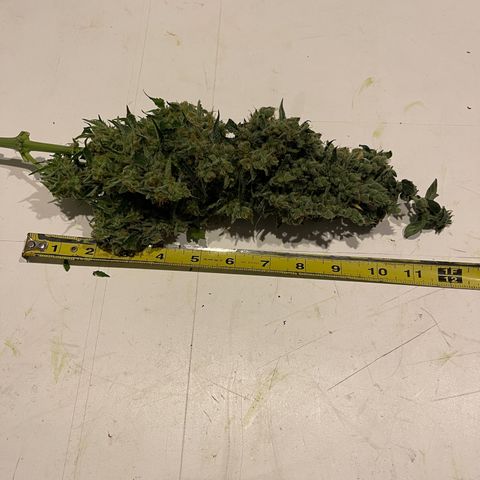 Gelato Autoflower #1 growlog timeline photo