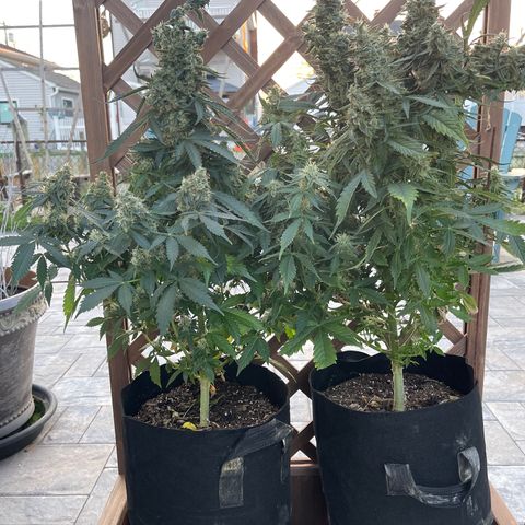 Gelato Autoflower #1 growlog timeline photo