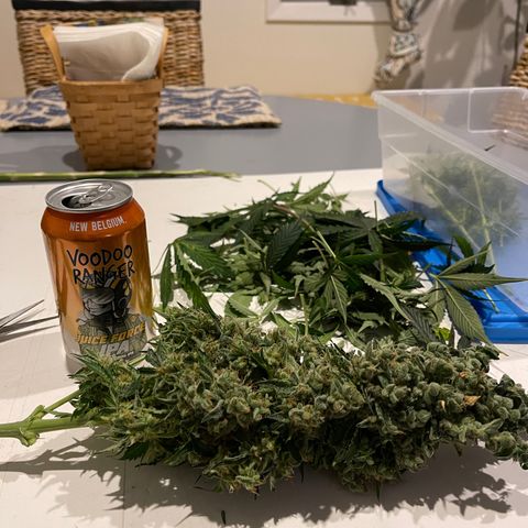 Gelato Autoflower #1 growlog timeline photo