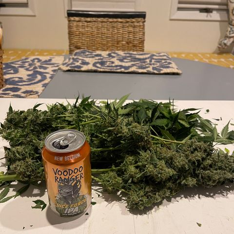 Gelato Autoflower #1 growlog timeline photo