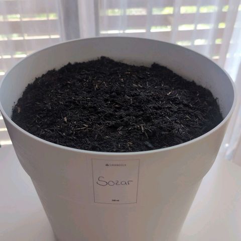 Sozar growlog photo: Samen eingepflanzt 
