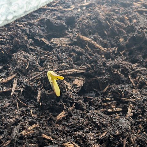 Sozar growlog photo: Ein gesundes Mädchen erblickt das Licht der Welt 