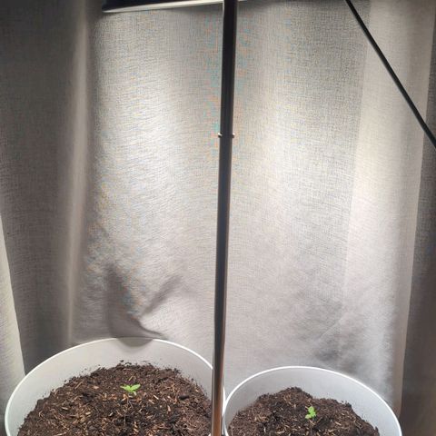 Sozar growlog photo: Sansi 36w (200w) für beide Sämlinge, die Höhe 65cm