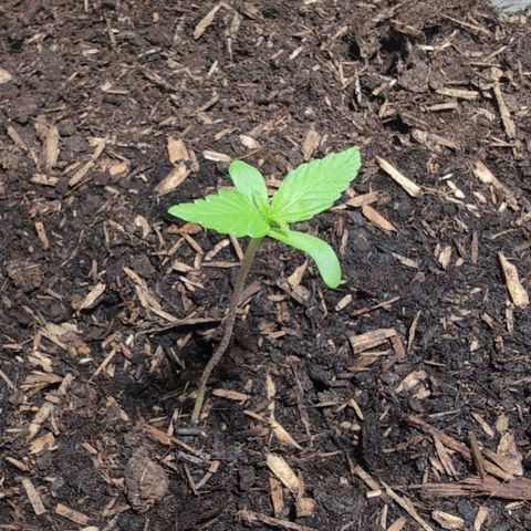 Sozar growlog timeline photo