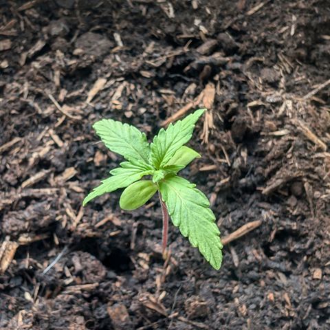 Sozar growlog timeline photo