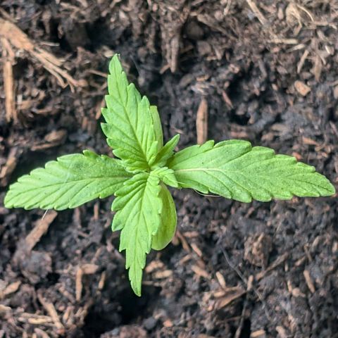 Sozar growlog timeline photo