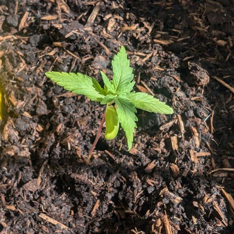 Sozar growlog timeline photo