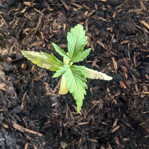 Sozar growlog photo: Pflanze geht nicht gut. Mutmaslicher Nährstoffmangel. Verfärbung könnte Indiz für Mängel an Nitrogen sein. Geringe Menge NPK-Flüssigdünger zugeführt.
Daumen drücken!!! 