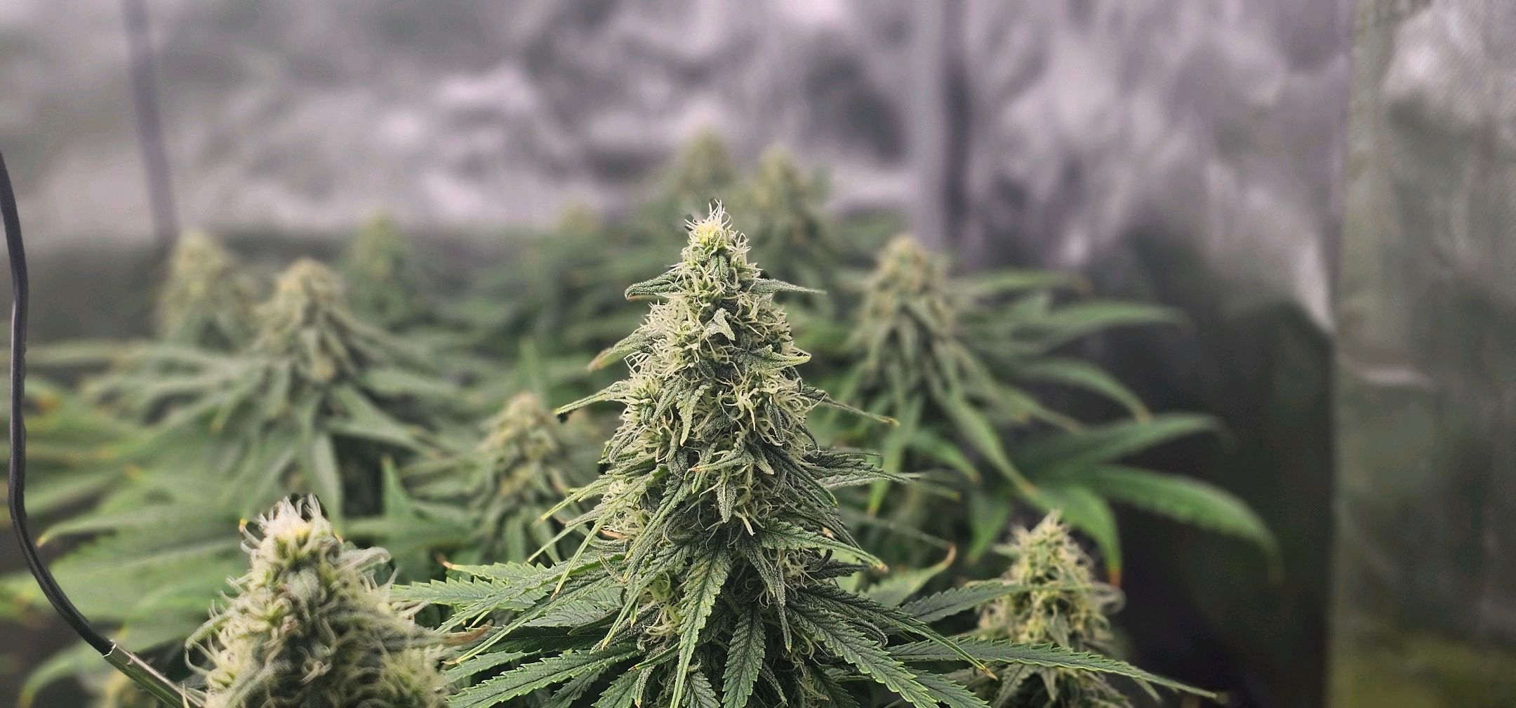 Special Queen #2 growlog header