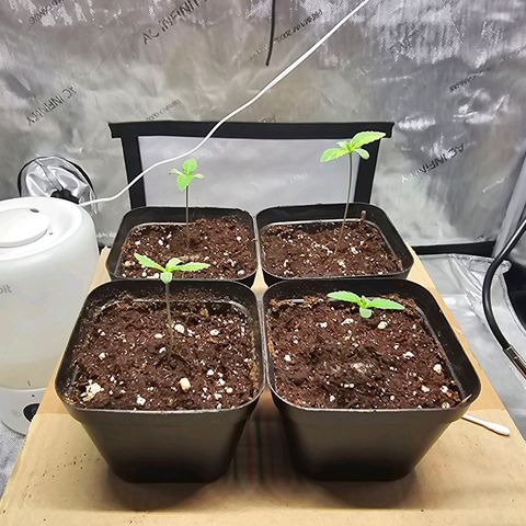 Special Queen #3 growlog photo: 12
34