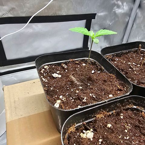 Special Queen #1 growlog timeline photo