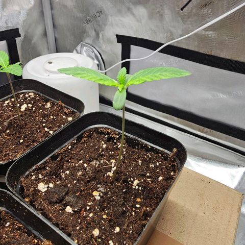 Special Queen #2 growlog timeline photo