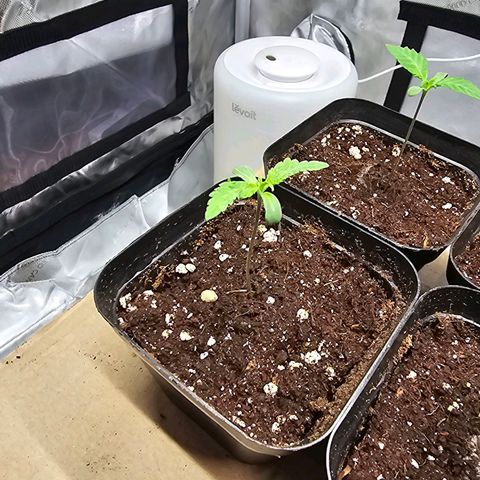 Special Queen #3 growlog timeline photo