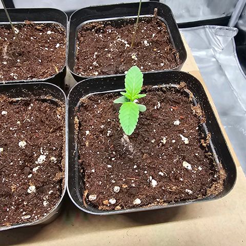 Special Queen #4 growlog timeline photo