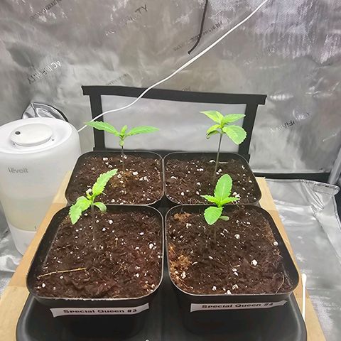 Special Queen #3 growlog photo: 12
34