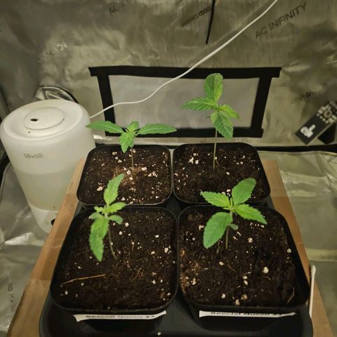 Special Queen #3 growlog timeline photo