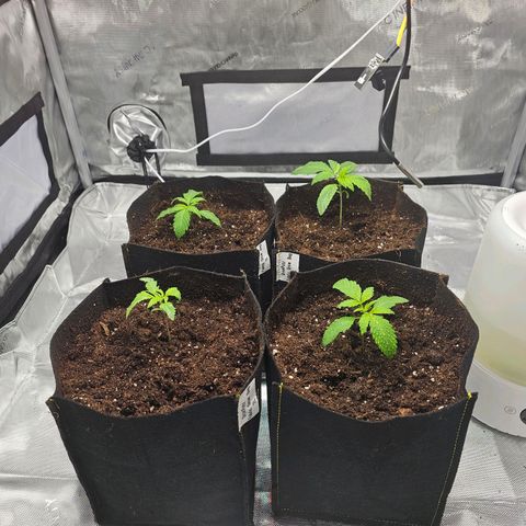 Special Queen #3 growlog timeline photo