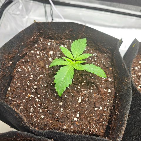 Special Queen #1 growlog timeline photo