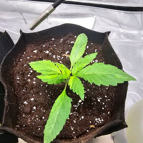 Special Queen #2 growlog timeline photo