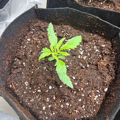 Special Queen #3 growlog timeline photo