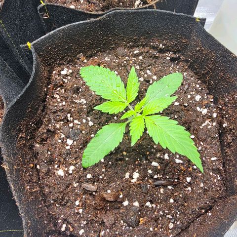 Special Queen #4 growlog timeline photo