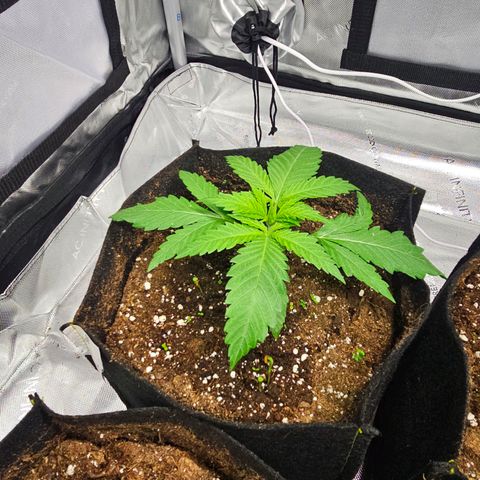 Special Queen #1 growlog timeline photo