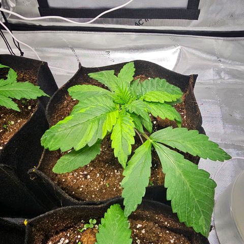 Special Queen #2 growlog timeline photo