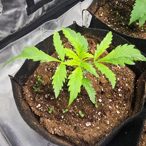 Special Queen #3 growlog timeline photo