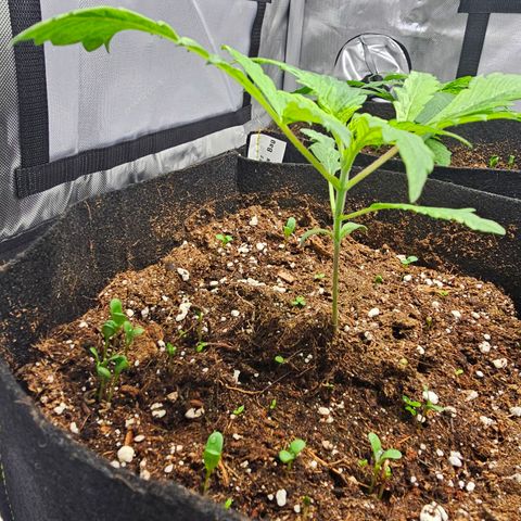 Special Queen #3 growlog timeline photo