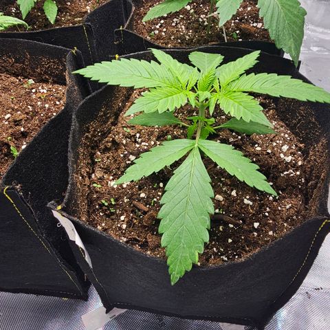 Special Queen #4 growlog timeline photo