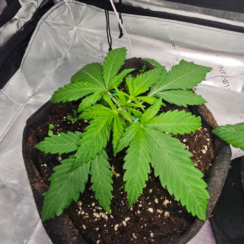 Special Queen #1 growlog timeline photo