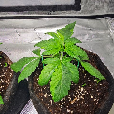 Special Queen #2 growlog timeline photo