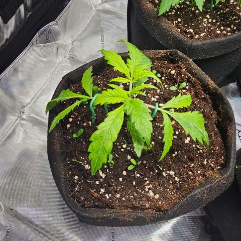 Special Queen #3 growlog timeline photo