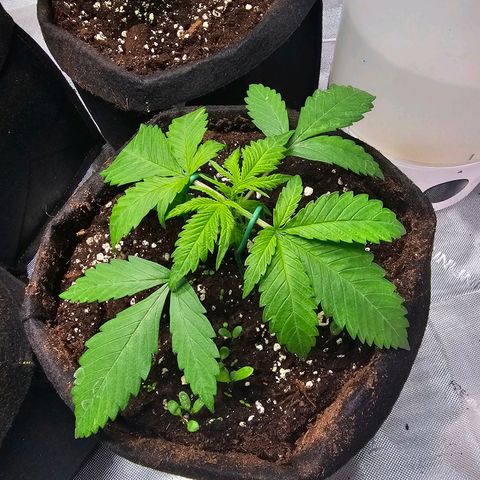 Special Queen #4 growlog timeline photo