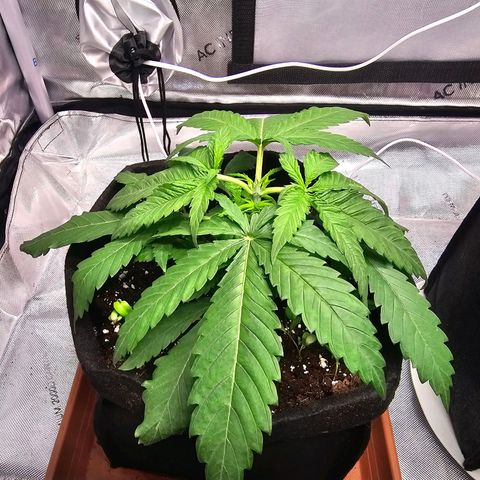 Special Queen #1 growlog timeline photo