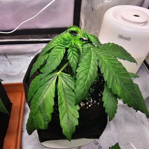 Special Queen #2 growlog timeline photo