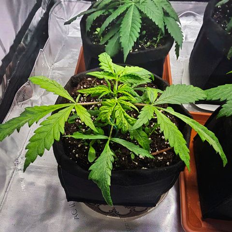 Special Queen #3 growlog timeline photo