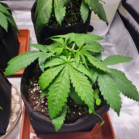 Special Queen #4 growlog timeline photo