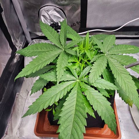 Special Queen #1 growlog timeline photo