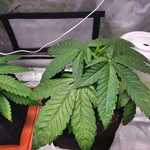 Special Queen #2 growlog timeline photo