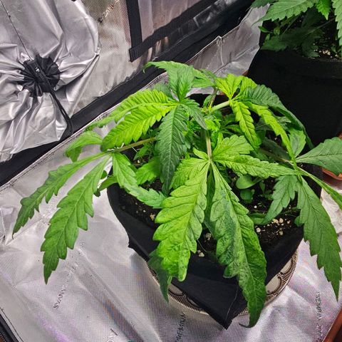 Special Queen #3 growlog timeline photo